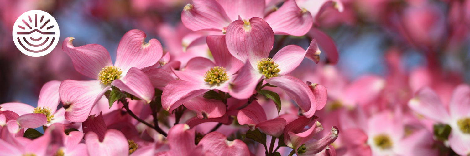 dogwood tree