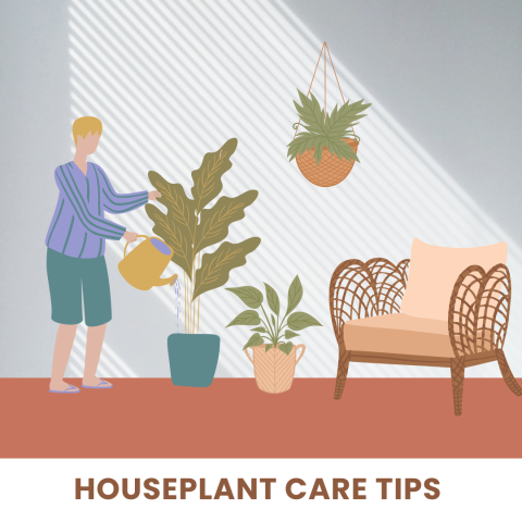 illustrated graphic person caring for houseplants