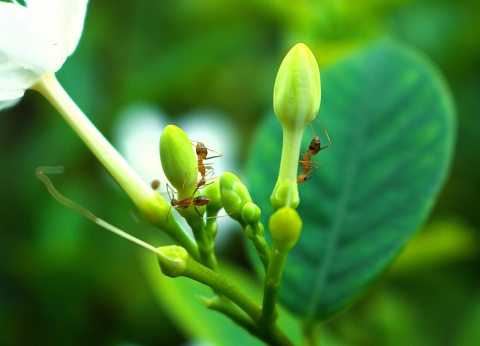 a-close-up-of-a-white-flower-with-green-leaves. Photo by Froilan Ompoc on Unsplash