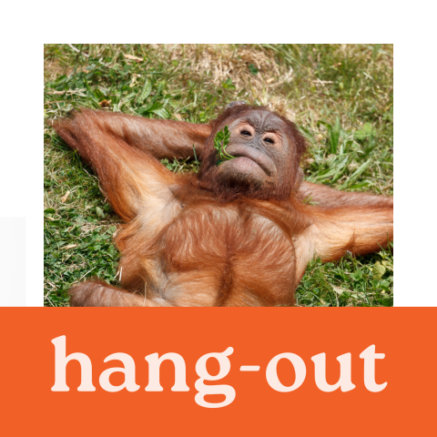 relaxed orangutan