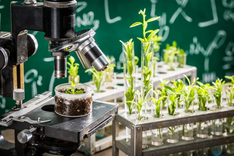 a plant under a microscope sits next to vials of plant samples