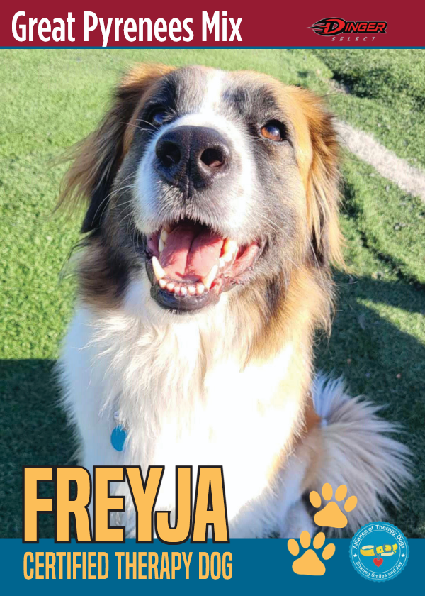 a great pyranese dog named Freyja